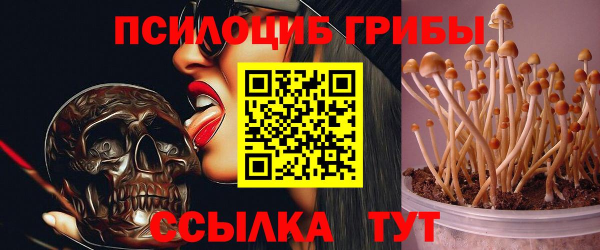 Псилоцибиновые грибы Cubensis Тулун